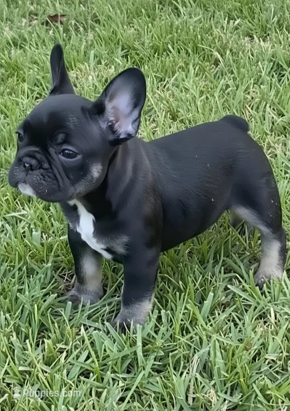 Tate – French Bulldog puppy for sale in Pensacola, FL