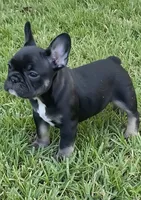 Tate, a male French Bulldog for sale in Pensacola, FL – 1 of 3