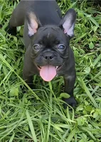 Poppy, a female French Bulldog for sale in Pensacola, FL – 2 of 4