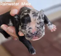 Rainwater, a male French Bulldog for sale in Pensacola, FL – 3 of 10