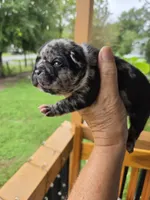 Domino 88/12, a male Frenchton for sale in Pensacola, FL – 1 of 10
