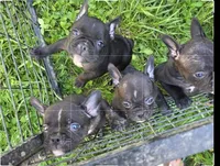 Gem, a female French Bulldog and Shorty Bull for sale in Pensacola, FL – 2 of 4