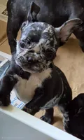 Rainwater Merle, a male French Bulldog for sale in Pensacola, FL – 2 of 9