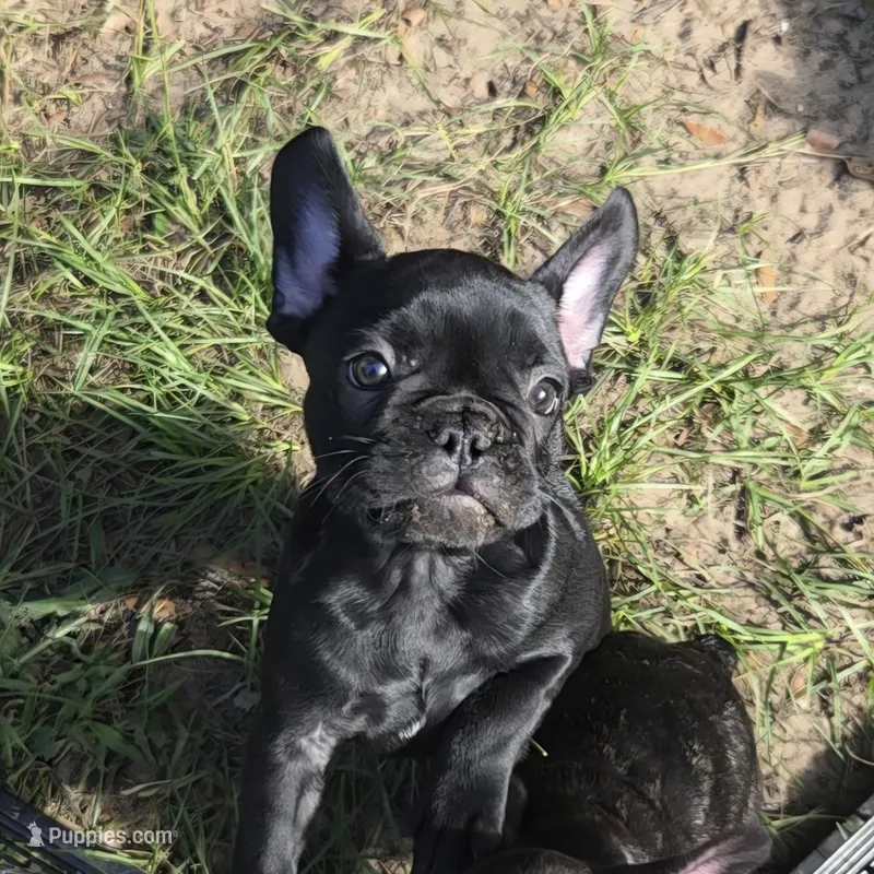 COWBOY – French Bulldog puppy for sale in Pensacola, FL