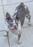 Beth Dutton, a female French Bulldog for sale in Pensacola, FL – 9 of 10