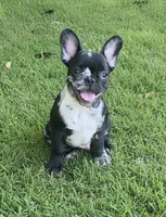 Rip, a male French Bulldog for sale in Pensacola, FL – 2 of 4