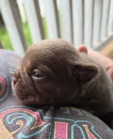 Mars, a male French Bulldog and Staffordshire Bull Terrier for sale in Pensacola, FL – 4 of 10