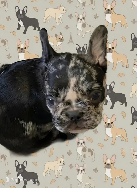 Rainwater – French Bulldog puppy for sale in Pensacola, FL