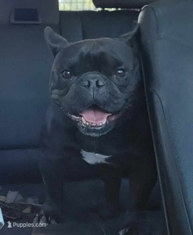 Prince (French shorty Bulldog) – French Bulldog, Shorty Bull puppy for sale in Pensacola, FL