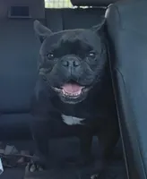 Prince (French shorty Bulldog), a male French Bulldog and Shorty Bull for sale in Pensacola, FL – 1 of 5