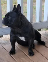 Prince (French shorty Bulldog), a male French Bulldog and Shorty Bull for sale in Pensacola, FL – 3 of 5