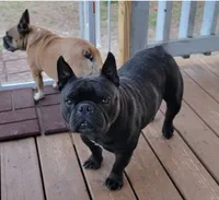 Prince (French shorty Bulldog), a male French Bulldog and Shorty Bull for sale in Pensacola, FL – 5 of 5