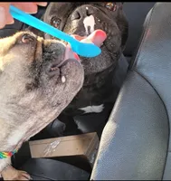 Prince (French shorty Bulldog), a male French Bulldog and Shorty Bull for sale in Pensacola, FL – 4 of 5