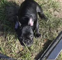 COWBOY, a male French Bulldog for sale in Pensacola, FL – 2 of 5