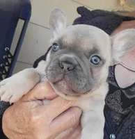 Butch Cassidy 88/12 Isabella , a male French Bulldog and Frenchton for sale in Clarksville, TN – Photo 1 of 5