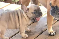 Butch Cassidy 88/12 Isabella , a male French Bulldog and Frenchton for sale in Clarksville, TN – Photo 2 of 5