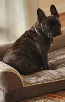 Butch Cassidy 88/12 Isabella , a male French Bulldog and Frenchton for sale in Clarksville, TN – Photo 3 of 5