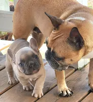 Butch Cassidy 88/12 Isabella , a male French Bulldog and Frenchton for sale in Clarksville, TN – Photo 5 of 5