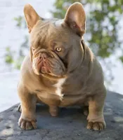 Butch Cassidy 88/12 Isabella , a male French Bulldog and Frenchton for sale in Clarksville, TN – Photo 4 of 5