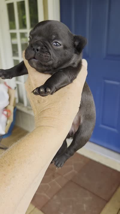 Angela Blue Thunder, a female French Bulldog for sale in Pensacola, FL – 2 of 5
