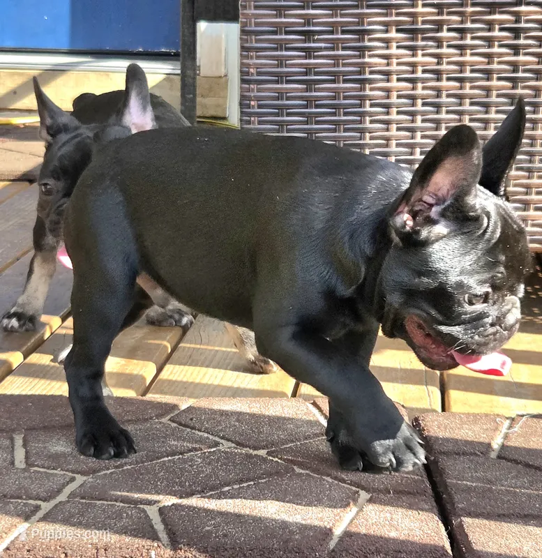 JET – French Bulldog puppy for sale in Pensacola, FL