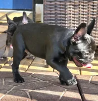JET, a male French Bulldog for sale in Pensacola, FL – 1 of 4