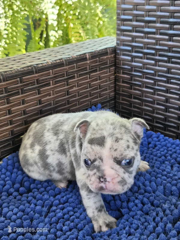 Marzipan 88/12 Lilac merle – French Bulldog, Frenchton puppy for sale in Pensacola, FL