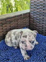 Marzipan 88/12 Lilac merle, a male French Bulldog and Frenchton for sale in Pensacola, FL – 1 of 7