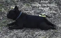 Miami (Chocolate), a female English Bulldog and French Bulldog for sale in Pensacola, FL – 8 of 8