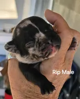 Rip, a female French Bulldog for sale in Pensacola, FL – 2 of 5