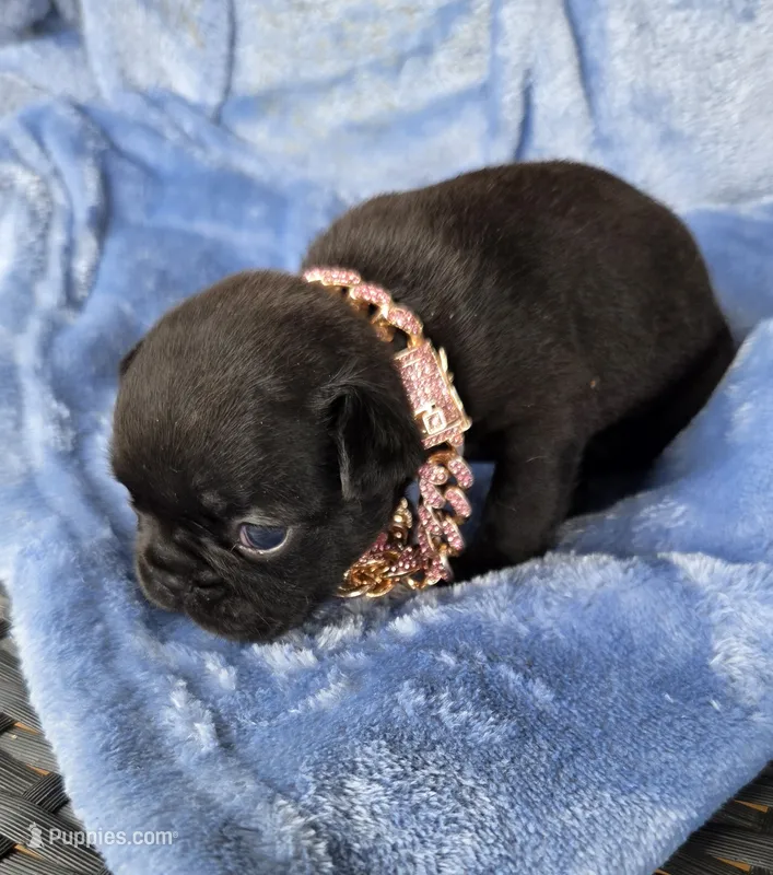 Beth Dutton (mini) – French Bulldog puppy for sale in Pensacola, FL