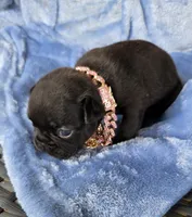 Beth Dutton (mini), a female French Bulldog for sale in Pensacola, FL – 1 of 7