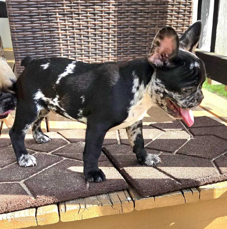 RIP! – French Bulldog puppy for sale in Pensacola, FL