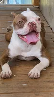 Beanie, a female Boston Terrier and Frenchton for sale in Pensacola, FL – 6 of 7