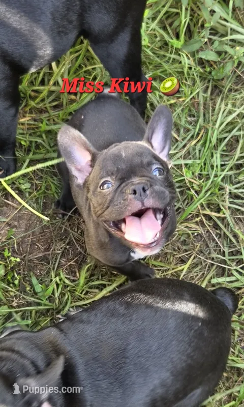 Kiwi – French Bulldog puppy for sale in Pensacola, FL