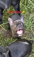 Kiwi, a female French Bulldog for sale in Pensacola, FL – 1 of 3