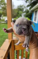 Razz 88/12, a male Frenchton for sale in Pensacola, FL – 4 of 8