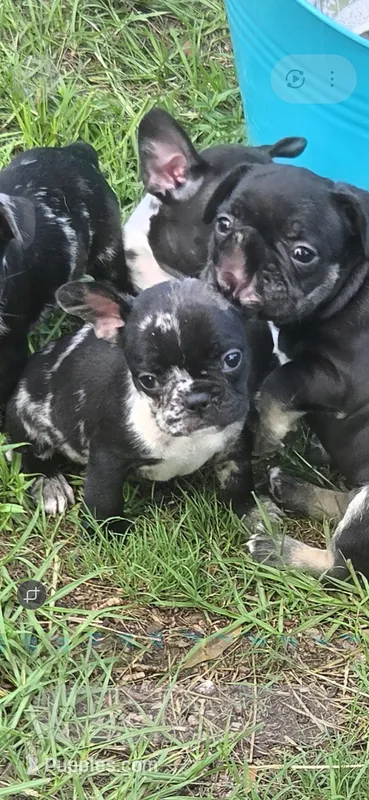 Rip – French Bulldog puppy for sale in Pensacola, FL