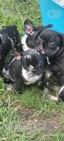 Rip merle , a male French Bulldog for sale in Pensacola, FL – 2 of 6