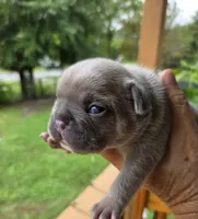 Bit-O-Honey 88/12 Isabella, a male Frenchton for sale in Pensacola, FL – 7 of 10