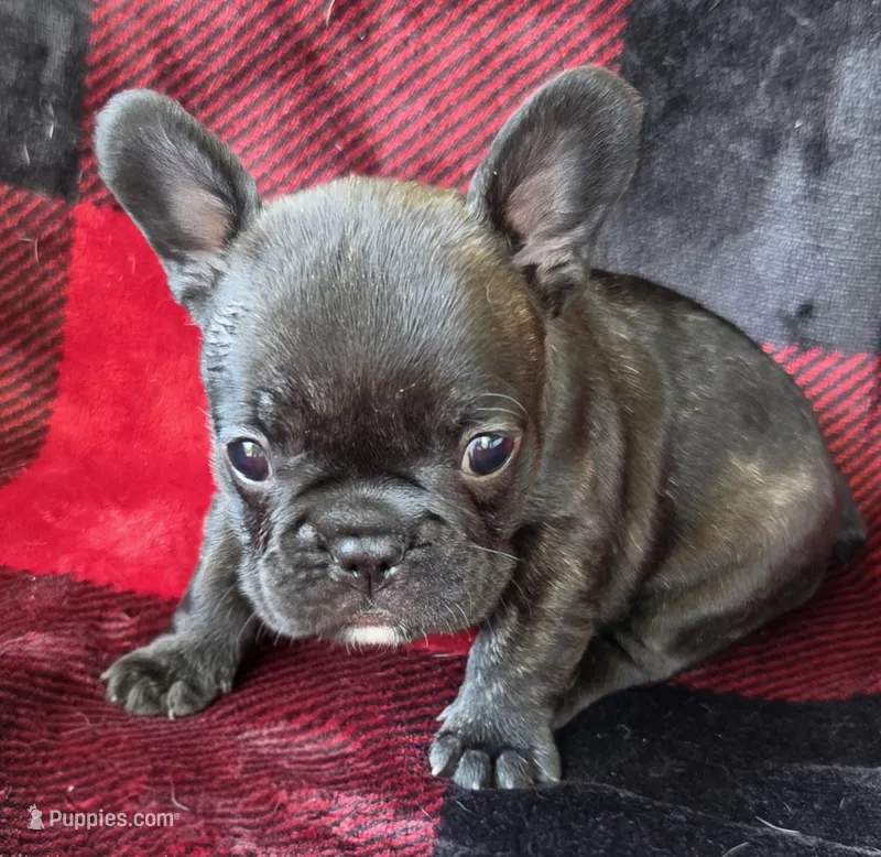 Angela Blue Thunder – French Bulldog puppy for sale in Pensacola, FL