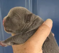 Lotus (Lilac), a female English Bulldog and French Bulldog for sale in Pensacola, FL – 3 of 9