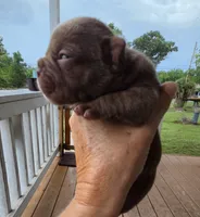 Mars, a male French Bulldog and Staffordshire Bull Terrier for sale in Pensacola, FL – 2 of 10