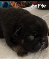 Mr.Pibb (Chocolate tan point) 88/12%, a male French Bulldog and Frenchton for sale in Pensacola, FL – 2 of 6