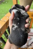 Domino 88/12, a male Frenchton for sale in Pensacola, FL – 6 of 10