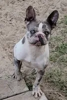 Angela Blue Thunder, a female French Bulldog for sale in Pensacola, FL – 5 of 5