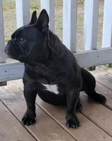 Prince, a male English Bulldog and French Bulldog for sale in Pensacola, FL – 5 of 6