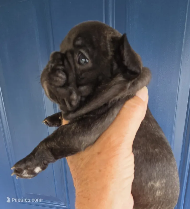 Laramie  – French Bulldog puppy for sale in Pensacola, FL