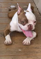 Beanie, a female Boston Terrier and Frenchton for sale in Pensacola, FL – 7 of 7