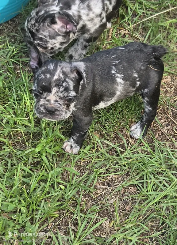 Rainwater – French Bulldog puppy for sale in Pensacola, FL